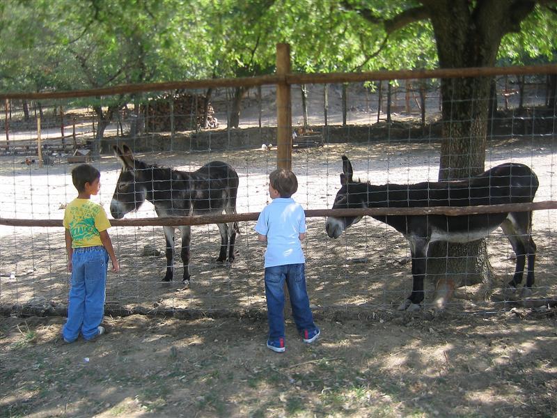 BAMBINI E ASINI