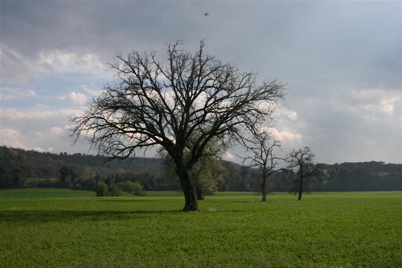 ALBERI