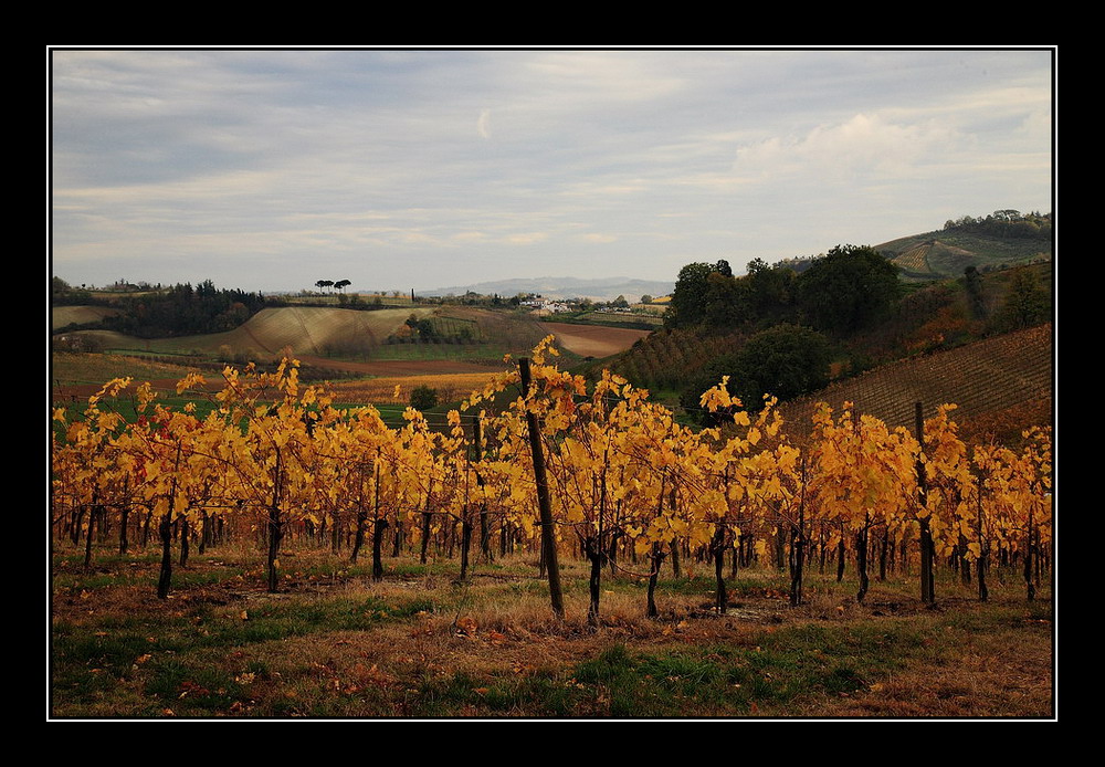 La valle dei vini...
