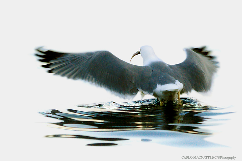 Gabbiano: vista di poppa