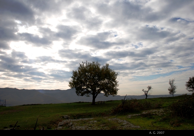 L'albero di Giacobbe