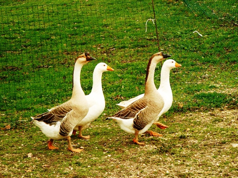 Animali della fattoria