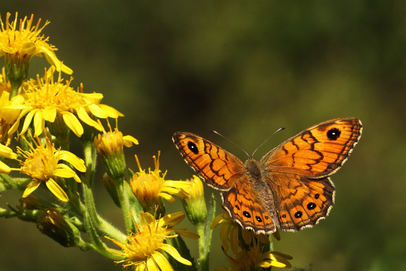 Lasiommata megera f.