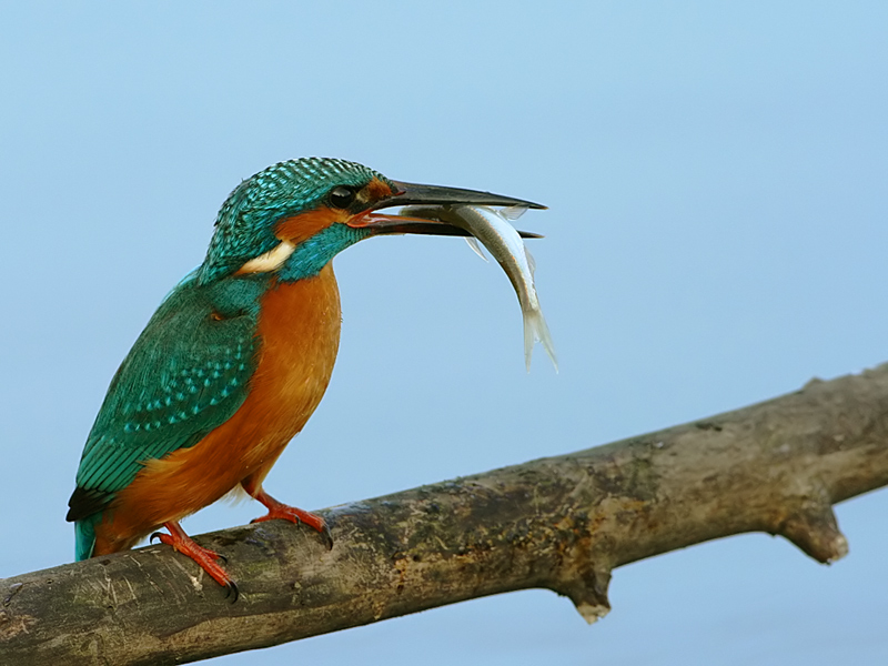 Martin Pescatore con preda