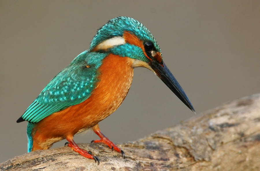 Martin pescatore in caccia