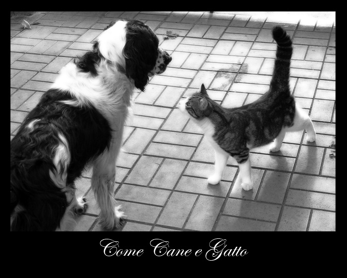 Come Cani e Gatti