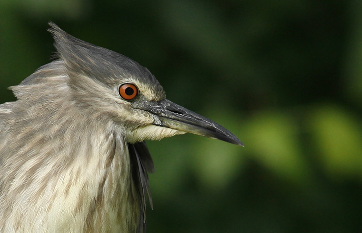Renzo-Nitticora immatura ritratto
