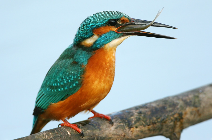 E questo me lo pappo io...