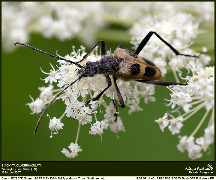Pachyta quadrimaculata
