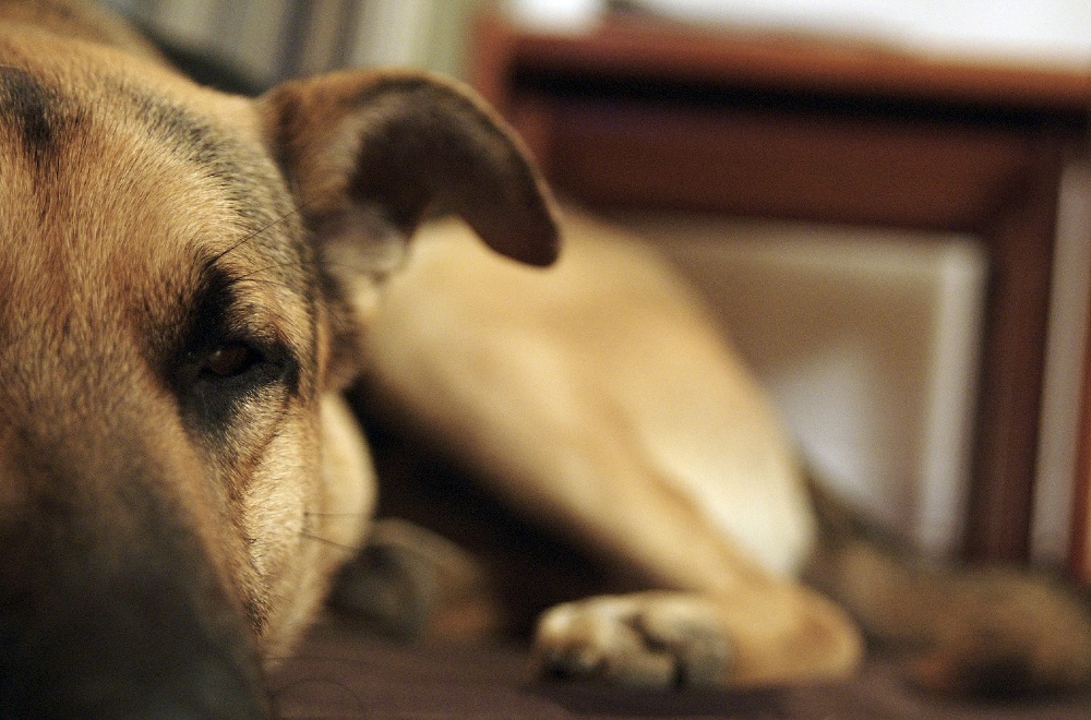 i primi scatti con la D50