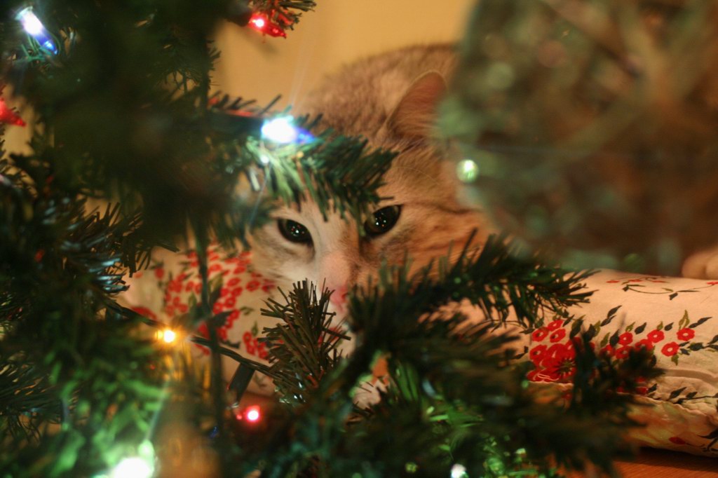 Gatto di natale
