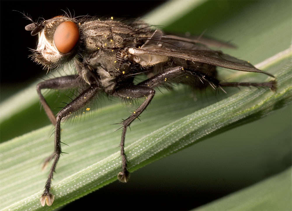 MOSCA su filo d'erba