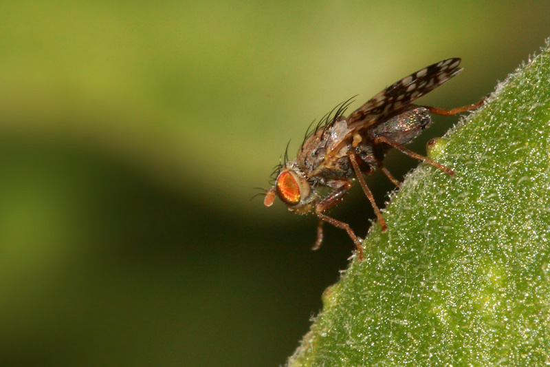 Oxyna flavipennis m. (circa 4mm)