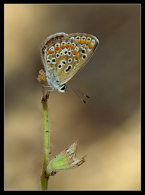 Anch'io ho la mia ennesima