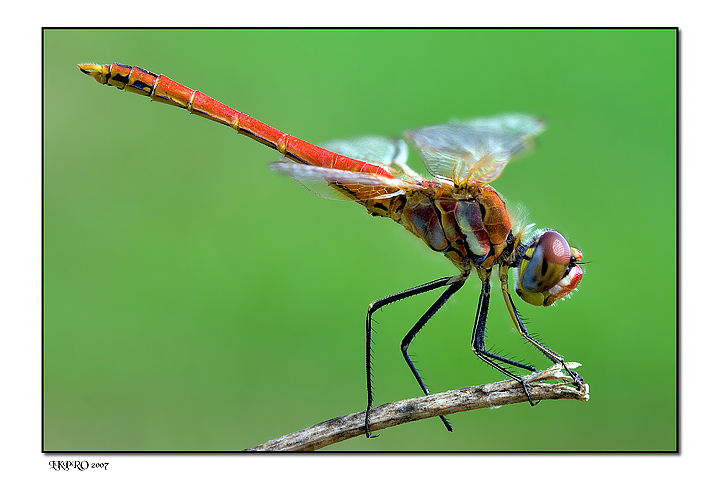Manfred von Richthofen