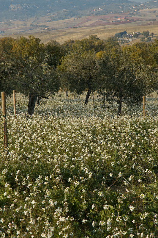 Olivi su tappeto bianco
