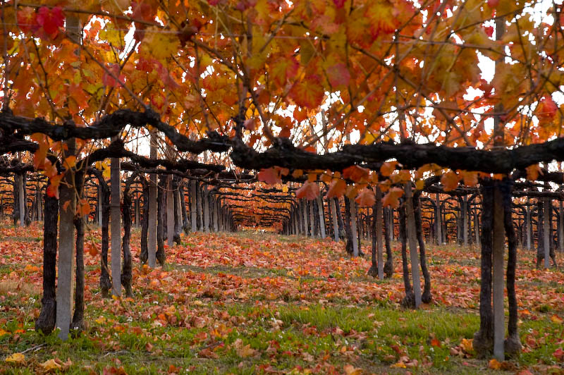 Autunno tra le viti