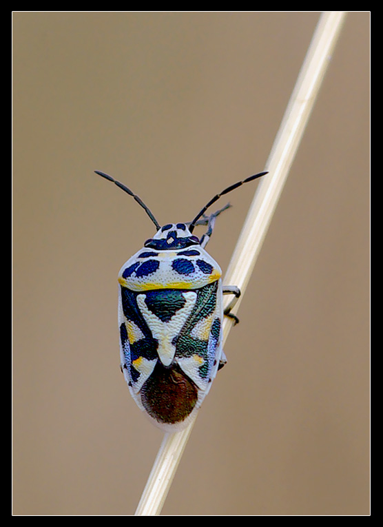 Eurydema Ornatum multicolore