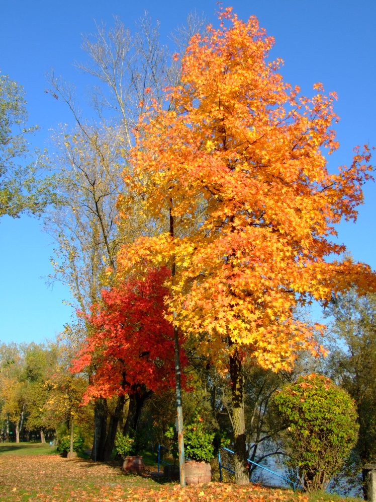 Autunno sull'Adda - 1