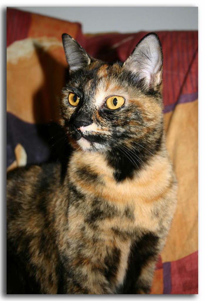 Forty forty a colori