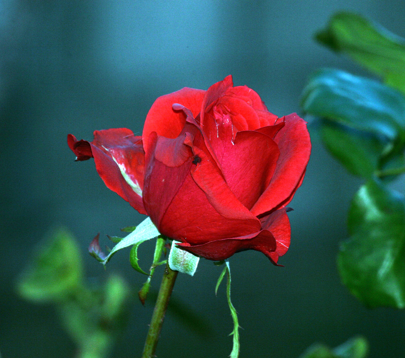 LA ROSSA DEL 15 DICEMBRE 2007