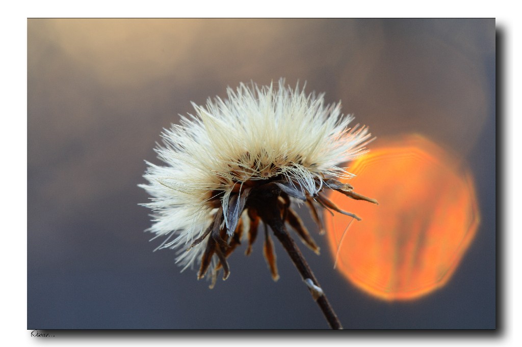 soffice...al tramonto...