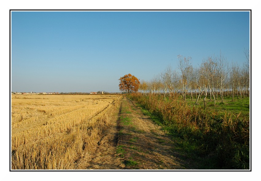 Quell'albero in fondo