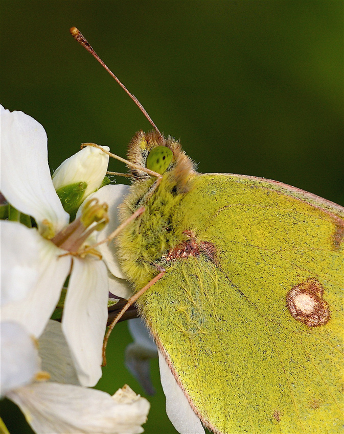 Colias crocea