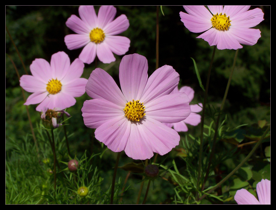 R�ve d'un matin bavard