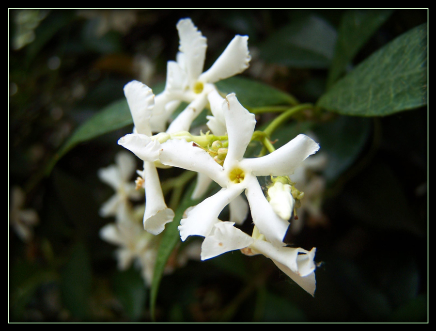 Maman, c'est une fleur!