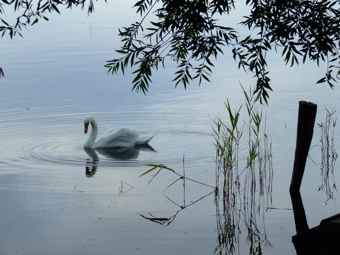 La solitudine di un cigno all'alba