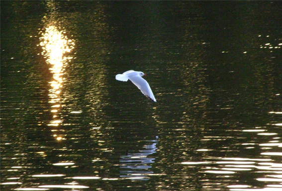 Il volo spensierato di un gabbiano al tramonto