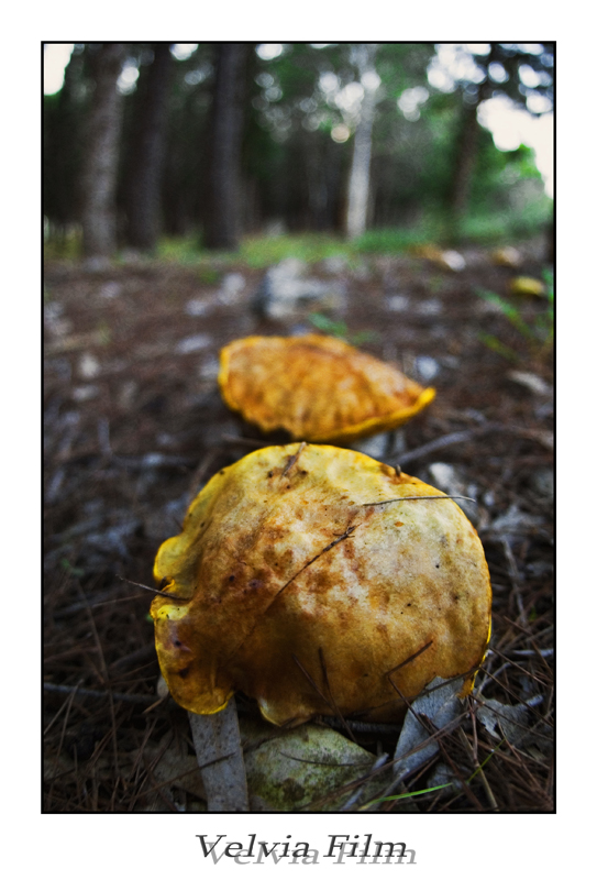 test simulazione velvia film