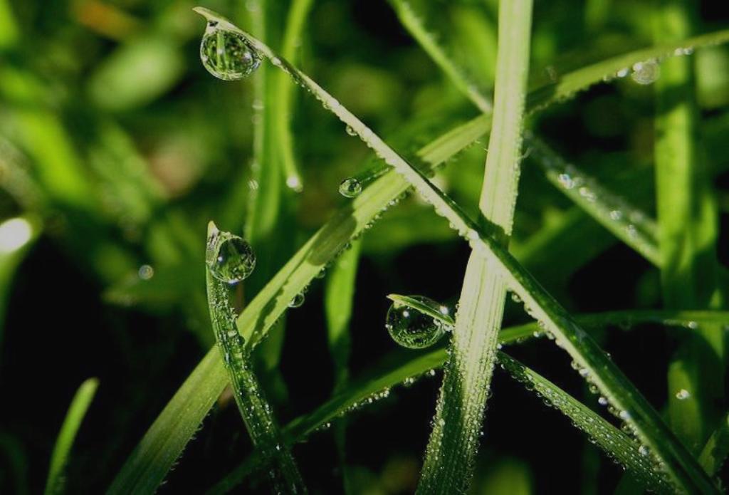 Il presepe con la rugiada
