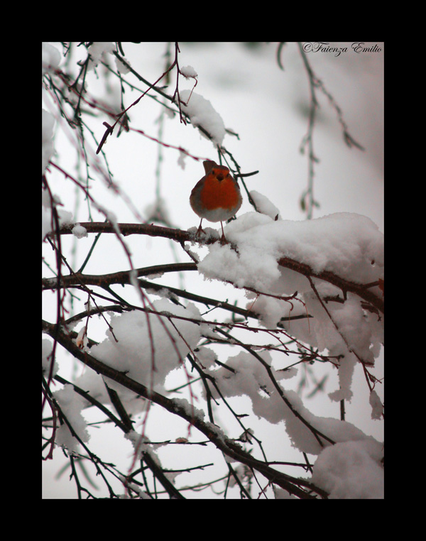 pettirosso nella neve2
