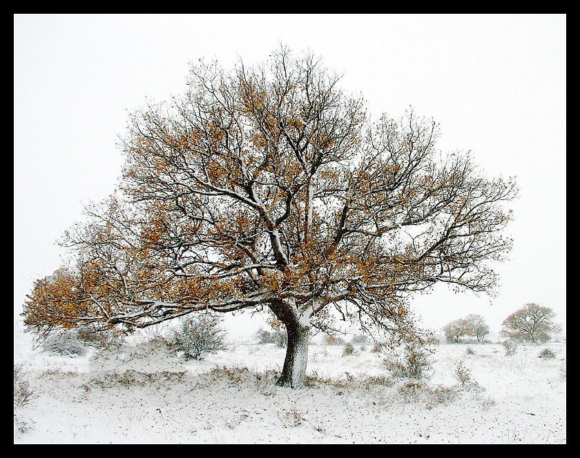 ...l'antica quercia...