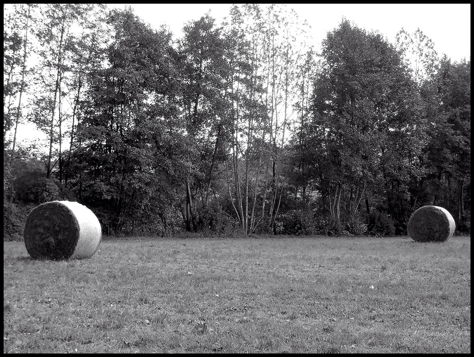 Area naturale palude Brabbia