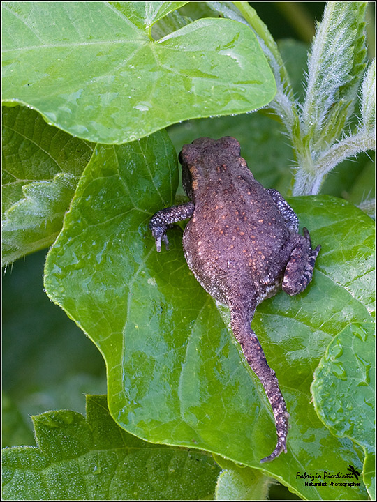 Un bacio e sar�... Principe!