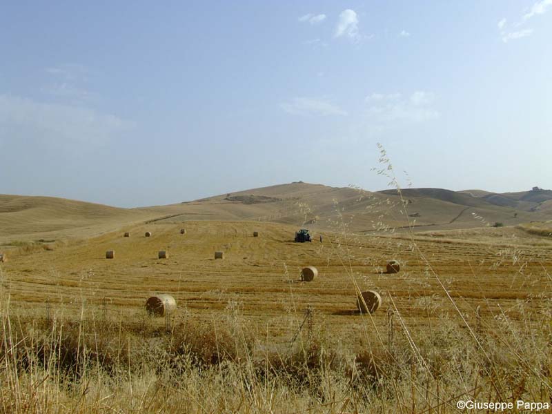 Campi di Grano a Palermo