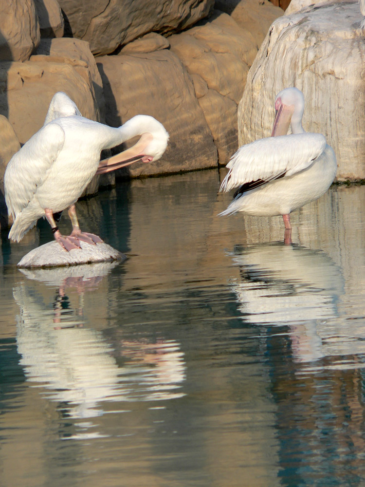 Barcellona 2006 - Acquario