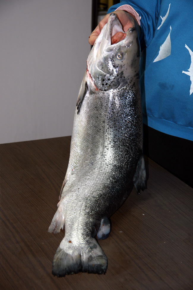 La Vittima della Festa