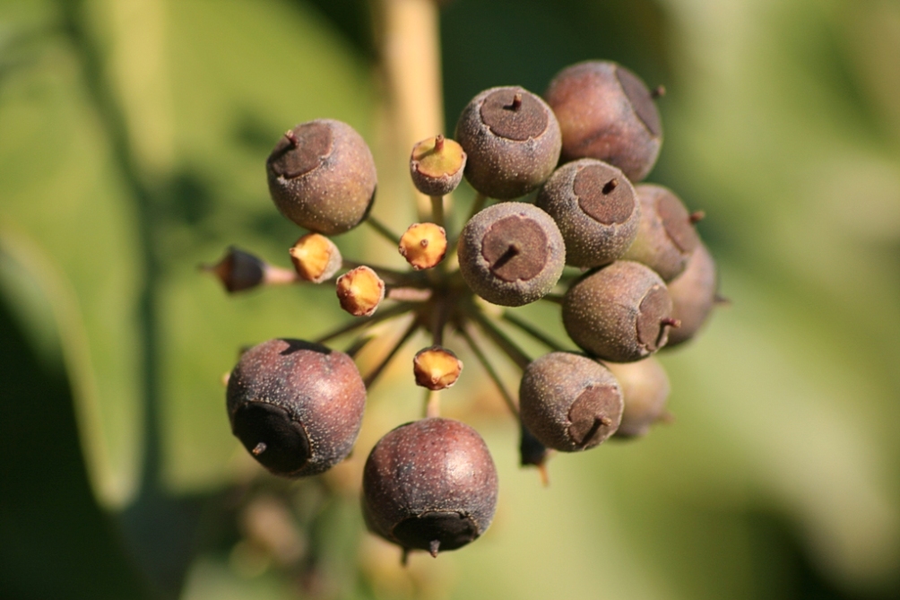 Nere Bacche e prospettiva