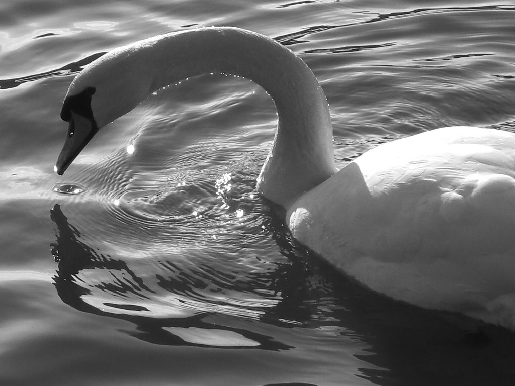 alla ricerca di cibo