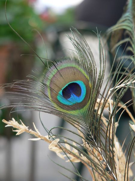l'occhio del pavone