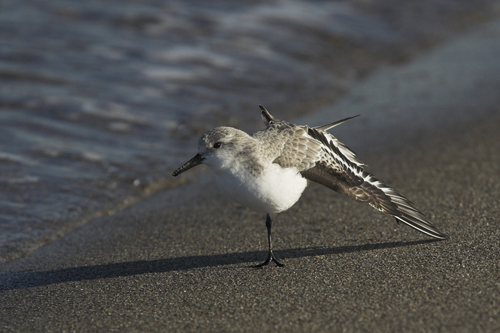 Piovanello in stretching