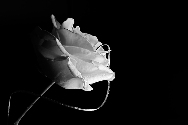 Garden Rose, Study 1