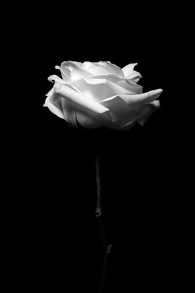 Garden Rose, Study 4