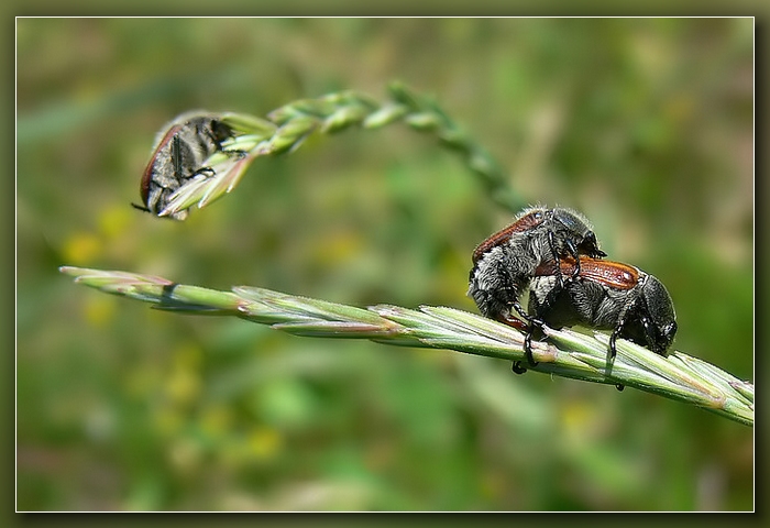 Chi dorme non piglia....pesci
