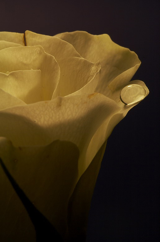 Il pianto di una rosa