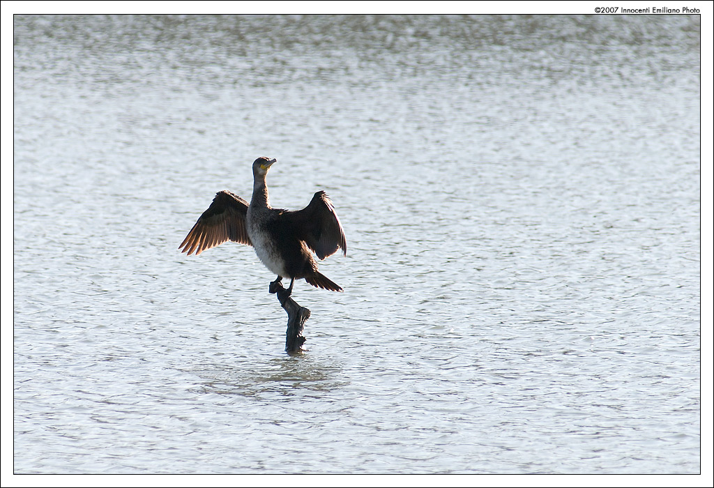 Cormorano (Phalacrocorax Carbo)